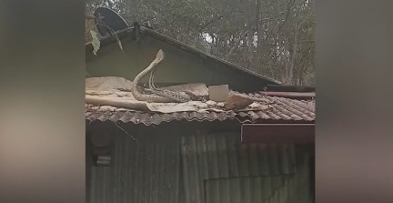 Cặp rắn khổng lồ ngoe nguẩy trên mái nhà thực hiện nghi lễ giao phối
